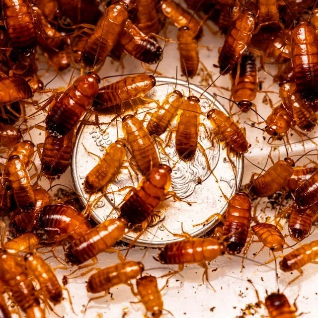 No.180 ローチェ ROACH祭り٩(ˊωˋ*)و ೨*˚ A Comprehensive Guide To Roaches In New Jersey